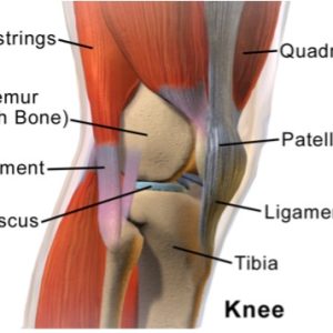 Functional Knee