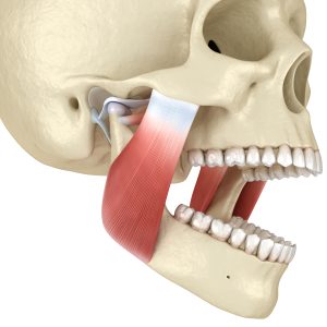 Cranial & TMJ Workshop