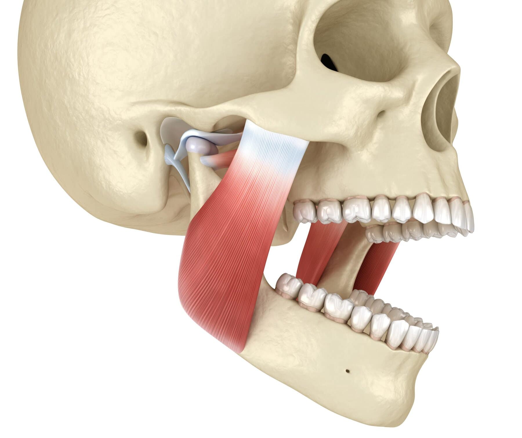 Cranial & TMJ Workshop